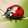 Ladybird Insect Bliss Diamond Painting