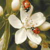 Ladybug on Orange Blossom Diamond Painting