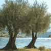 Lake and Olive Trees Diamond Painting