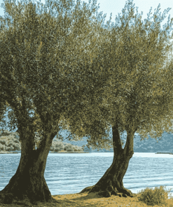 Lake and Olive Trees Diamond Painting