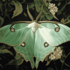 Luna Moth Butterfly Diamond Painting