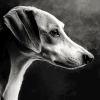 Lurcher Black and White Diamond Painting