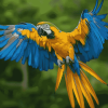 Macaw Parrot Birds Diamond Painting