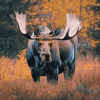 Majestic Moose Wildlife Diamond Painting