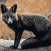 Melanistic Fox Wildlife Diamond Painting