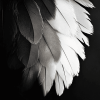 Monochrome Bird Feathers Diamond Painting