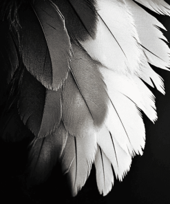 Monochrome Bird Feathers Diamond Painting