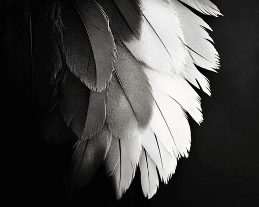 Monochrome Bird Feathers Diamond Painting