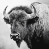 Monochrome Buffalo Diamond Painting