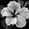 Monochrome Hibiscus Blossoms Diamond Painting