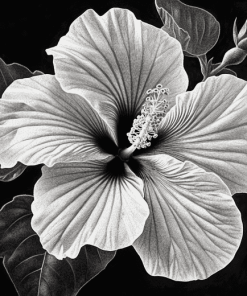 Monochrome Hibiscus Blossoms Diamond Painting