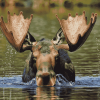 Moose by Water Diamond Painting