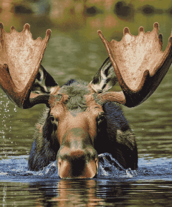 Moose by Water Diamond Painting