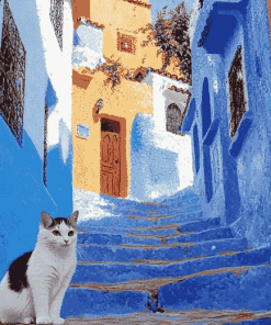 Moroccan Cat Views Diamond Painting