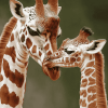 Mother Giraffe Wildlife Diamond Painting