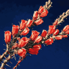 Ocotillo Blossoming Plant Diamond Painting