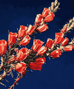 Ocotillo Blossoming Plant Diamond Painting