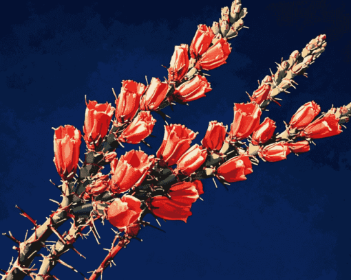 Ocotillo Blossoming Plant Diamond Painting