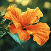 Orange Blossom Hibiscus Diamond Painting