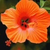 Orange Hibiscus Blossoms Diamond Painting