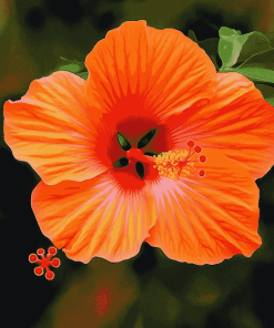 Orange Hibiscus Blossoms Diamond Painting