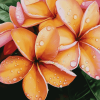 Orange Plumeria Blossoms Diamond Painting