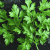 Parsley Plant Diamond Painting