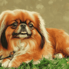 Pekingese Puppy Diamond Painting