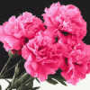 Pink Carnation Blooms Diamond Painting