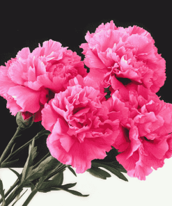 Pink Carnation Blooms Diamond Painting