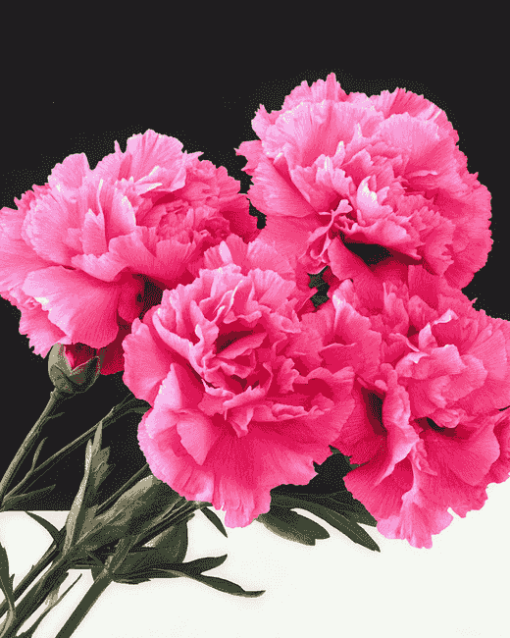 Pink Carnation Blooms Diamond Painting