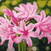 Pink Nerine Blossoms Diamond Painting