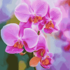 Pink Orchid Blossoms Diamond Painting