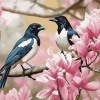 Pink Tree with Australian Magpies Diamond Painting