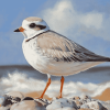 Piping Plover Birds Diamond Painting