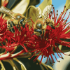 Pohutukawa Blossom with Bees Diamond Painting