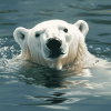 Polar Bear Swimming Diamond Painting