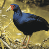 Pukeko Bird Artistry Diamond Painting