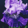 Purple Bearded Iris Flower Diamond Painting