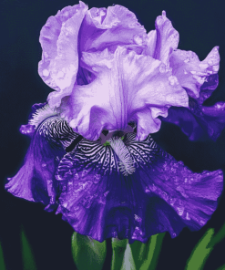 Purple Bearded Iris Flower Diamond Painting