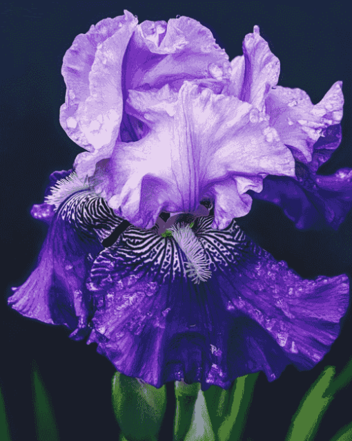 Purple Bearded Iris Flower Diamond Painting