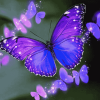 Purple Butterfly Insects Diamond Painting