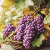 Purple Grapes Diamond Painting