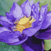 Purple Lotus Blossoms Diamond Painting