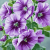 Purple Mallow Blossoms Diamond Painting