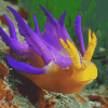 Purple Yellow Sea Slug Diamond Painting