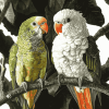 Quaker Parrot Birds Diamond Painting