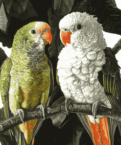 Quaker Parrot Birds Diamond Painting