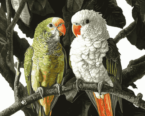 Quaker Parrot Birds Diamond Painting