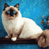 Ragdoll Kitty Diamond Painting